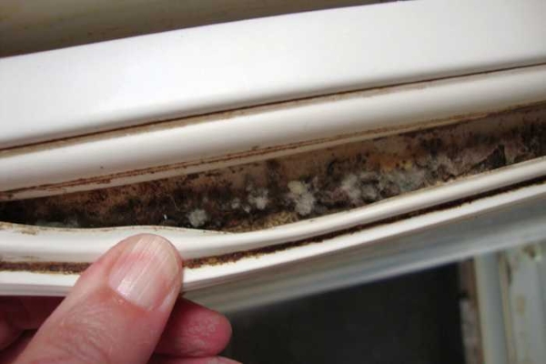  Mold in the fridge