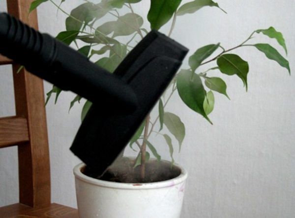  Caring for a houseplant with a steam cleaner