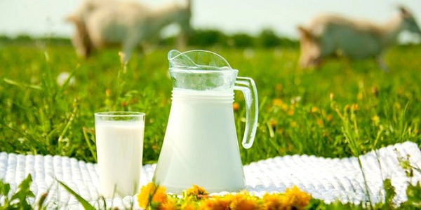  Homemade milk