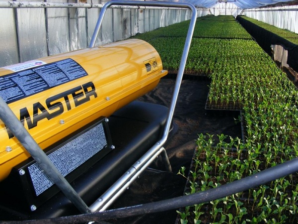  Gun in the greenhouse