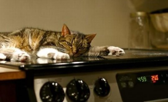  Cat on the stove