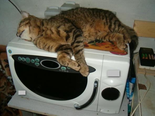  The cat sleeps in the microwave