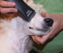  Dog grooming machine