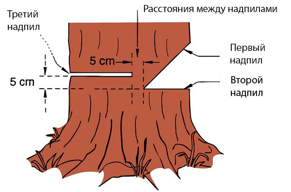  Rules felling tree