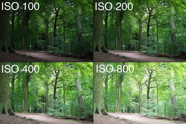  iso 100-800