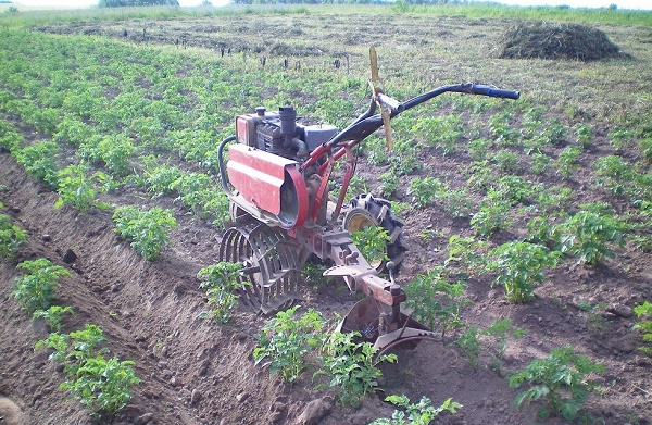  Hilling potatoes