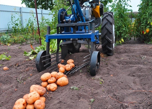  Potato harvest