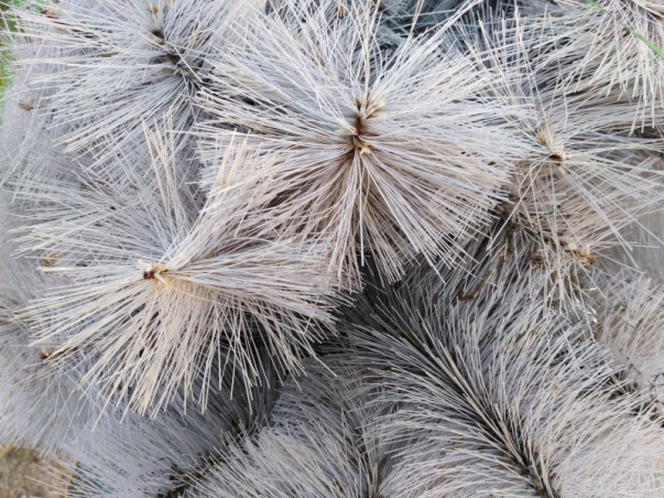  Spruce day cones